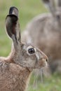 Hare profile Royalty Free Stock Photo