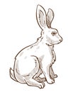Hare, rabbit or bunny isolated sketch drawing, farm or wild animal Royalty Free Stock Photo