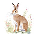 Hare (Rabbit) in cartoon style. Cute Little Cartoon Hare isolated on white background. Watercolor drawing, Royalty Free Stock Photo