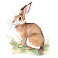 Hare (Rabbit) in cartoon style. Cute Little Cartoon Hare isolated on white background. Watercolor drawing, Royalty Free Stock Photo