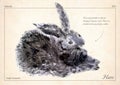 Hare, rabbit isolated vector. Hare, rabbit isolated vector illustration for book, card, articles. Oil painted fur hare