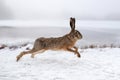 Hare running in the field