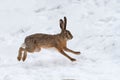 Hare running in the field Royalty Free Stock Photo