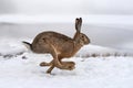 Hare running in the field Royalty Free Stock Photo