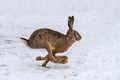 Hare running in the field