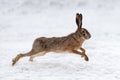 Hare running in the field Royalty Free Stock Photo