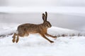 Hare running in the field Royalty Free Stock Photo