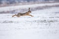 Hare running and jumping in snowy field Royalty Free Stock Photo