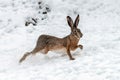 Hare running in the winter field Royalty Free Stock Photo