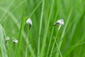 Hare`s-tail cottongrass, Eriophorum vaginatum Royalty Free Stock Photo