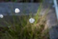 The Hare`s-tail cottongrass Eriophorum vaginatum Royalty Free Stock Photo