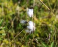 hare's tail cottongrass or tussock cottongrass (Eriophorum vaginatum) in wetland, blooming in spring Royalty Free Stock Photo