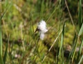 hare's tail cottongrass or tussock cottongrass (Eriophorum vaginatum) in wetland, blooming in spring Royalty Free Stock Photo