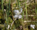 hare's tail cottongrass or tussock cottongrass (Eriophorum vaginatum) in wetland, blooming in spring Royalty Free Stock Photo