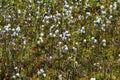 hare's tail cottongrass or tussock cottongrass (Eriophorum vaginatum) in wetland, blooming in spring Royalty Free Stock Photo