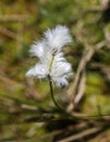 hare's tail cottongrass or tussock cottongrass (Eriophorum vaginatum) in wetland, blooming in spring Royalty Free Stock Photo