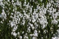 hare's tail cottongrass or tussock cottongrass (Eriophorum vaginatum) in wetland, blooming in spring Royalty Free Stock Photo