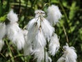 hare's tail cottongrass or tussock cottongrass (Eriophorum vaginatum) in wetland, blooming in spring Royalty Free Stock Photo