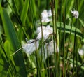 hare's tail cottongrass or tussock cottongrass (Eriophorum vaginatum) in wetland, blooming in spring Royalty Free Stock Photo