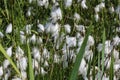 hare's tail cottongrass or tussock cottongrass (Eriophorum vaginatum) in wetland, blooming in spring Royalty Free Stock Photo