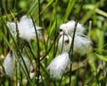 hare's tail cottongrass or tussock cottongrass (Eriophorum vaginatum) in wetland, blooming in spring Royalty Free Stock Photo