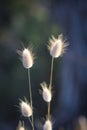 Hare`s Tail Grass Lagurus ovatus