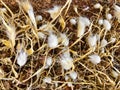 Hare`s tail grass white fluffy flowers, also called Bunny Tail g