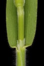 Hare\'s Tail (Lagurus ovatus). Culm and Leaf Sheath Closeup