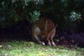 A hare sits on under a bush in blurred shadow. He is hard to see and his ears are pressed to his head. Royalty Free Stock Photo