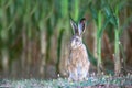 Hare sitting at the edge of a green corn field looking at the camera Royalty Free Stock Photo