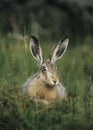 Hare sitting on grass