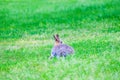 Hare sitting in green grass in the forest