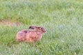 A hare is sitting in a meadow Royalty Free Stock Photo