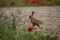 A hare sitting next to a field of poppies.