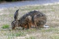 Hare sniffing grass and plants