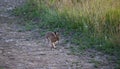 Hare standing at the edge of a field