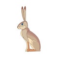 Hare stands on the ground and looking. Siamese hare. Lepus peguensis, mamal of South east Asia. Scene from wild. Cartoon