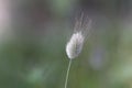 Hare tail grass Lagurus ovatus