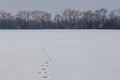 Hare tracks on clean snow field. Bare forest on snowy horizon Royalty Free Stock Photo