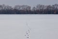 Hare tracks on clean snow field. Bare forest on snowy horizon