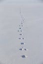 Hare tracks on clean snow field. Winter background minimalist Royalty Free Stock Photo