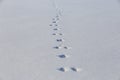 Hare tracks on clean snow field. Winter background minimalistic Royalty Free Stock Photo