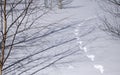 Hare tracks on white snow in winter in the forest on a Sunny day. Winter landscape. Animals in the wild Royalty Free Stock Photo