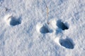 Hare tracks in winter in the snow Royalty Free Stock Photo