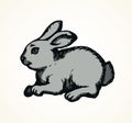 Hare. Vector drawing