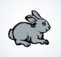 Hare. Vector drawing