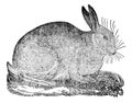 Hare, vintage engraving