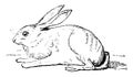 Hare vintage illustration