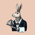 Hare waiter with a dish. Rabbit flunky or garcon. Fashion animal character. Hand drawn sketch. Vector engraved