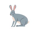 Hare, wild forest animal, herbivore. Lepus Europaeus, woods herbivorous mammal with long ears, fauna. Gray woodland